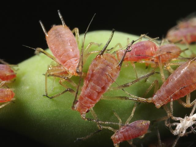 Macrosiphum rosae Rose Aphid Bugs Homoptera Images