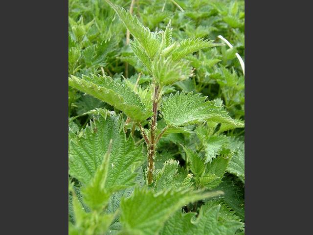 Microlophium carnosum Nettle Aphid Bugs Homoptera Images