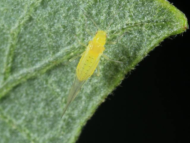 Myzocallis boerneri Turkey Oak Aphid Bugs Homoptera Images