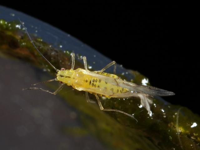 Myzocallis castanicola Sweet Chestnut Aphid Bugs Homoptera Images
