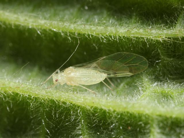 Myzocallis coryli Small Hazel Aphid Bugs Homoptera Images