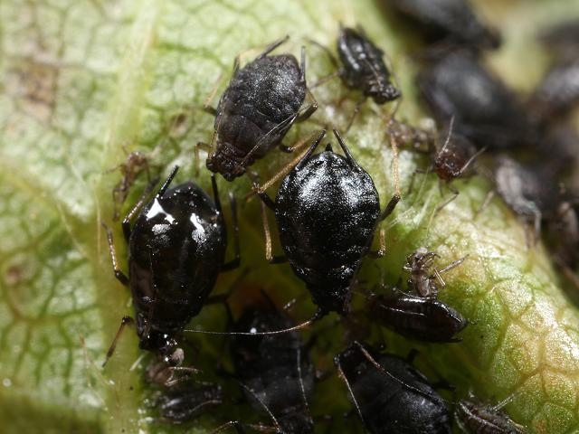 Myzus cerasi Black Cherry Aphid Bugs Homoptera Images
