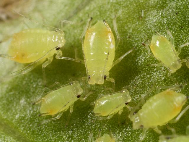 Myzus ligustri Privet Aphid Bugs Homoptera Images