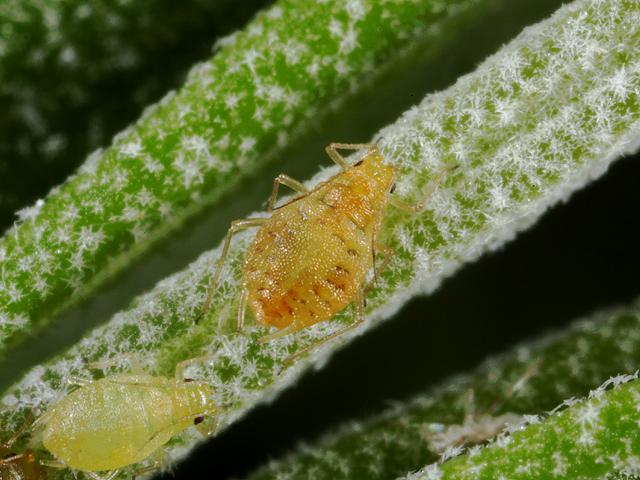 Myzus ornatus Ornate or Violet Aphid Bugs Homoptera Images