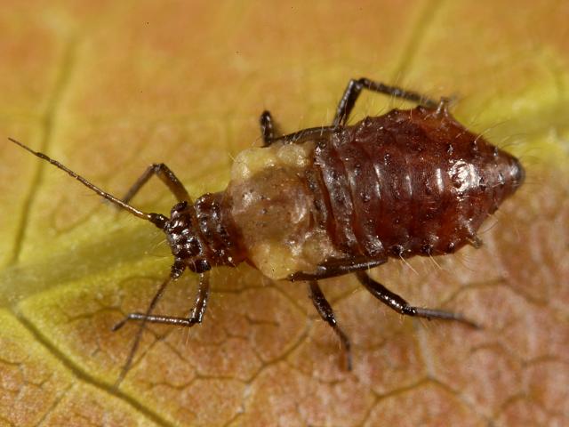 Periphyllus californiensis Californian Maple Aphid Bugs Homoptera Images