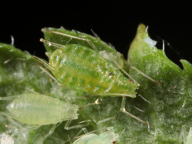 Phorodon humuli Damson hop Aphid Bugs Homoptera Images