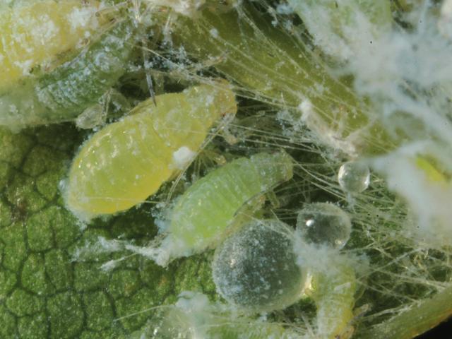 Phyllaphis fagi Wooly Beech Aphid Bugs Homoptera Images