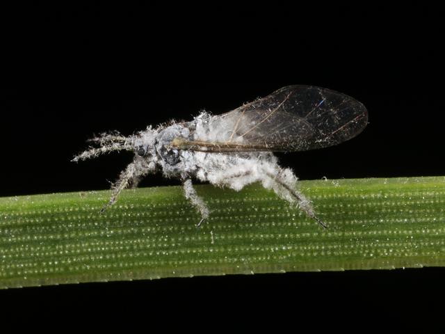 Schizolachnus obscurus Waxy brown Pine needle Aphid Bugs Homoptera Images