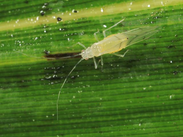 Takecallis arundicolens Black tailed Bamboo Aphid Bugs Homoptera Images