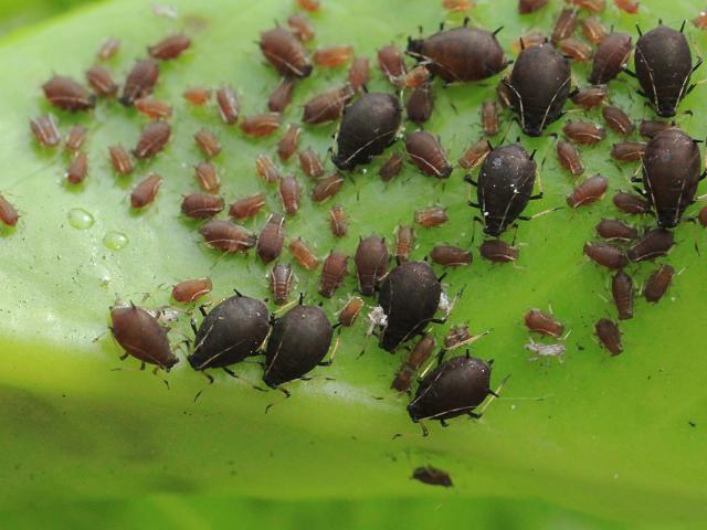 Toxoptera aurantii Camellia Black Citrus Aphid Bugs Homoptera Images