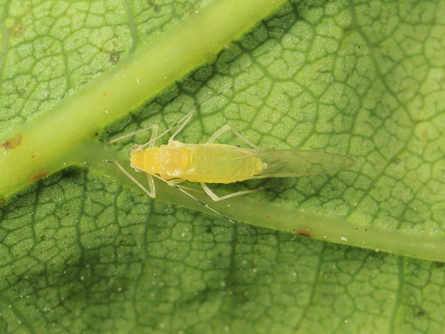 Tuberculatus annulatus Common Oak Aphid Bugs Homoptera Images