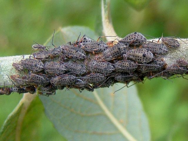 Tuberolachnus salignus Giant Willow Aphid Bugs Homoptera Images