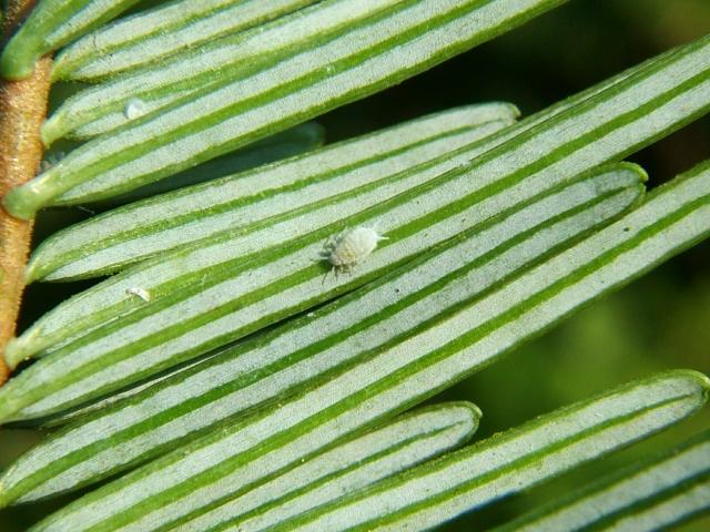 Adelges species An Adelgid Homoptera Images