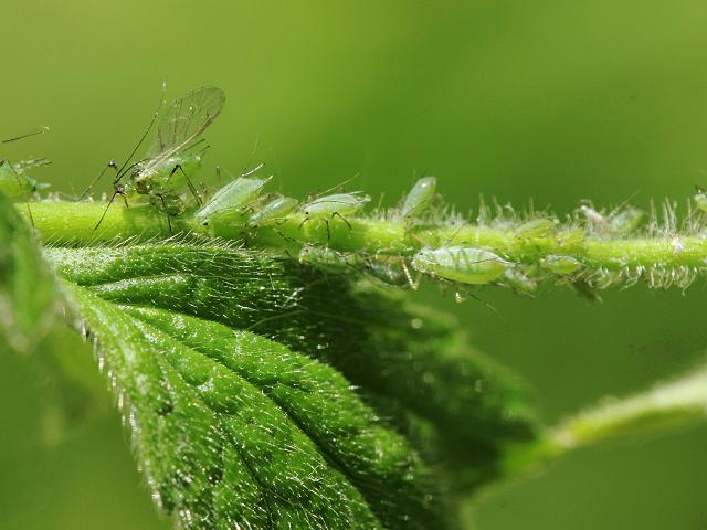 Macrosiphum cf gei Aphid Greenfly Images
