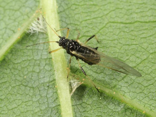 Periphyllus testudinaceus Common Periphyllus Aphid Bugs Homoptera Images
