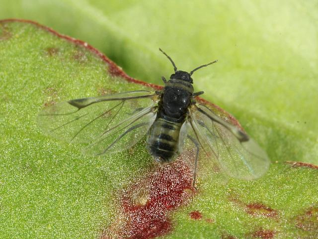 Symydobius oblongus Shiny Birch Aphid Bugs Homoptera Images