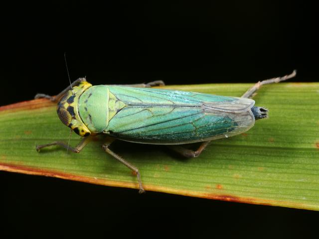 Cicadella viridis Green Leafhopper Bugs Homoptera Images