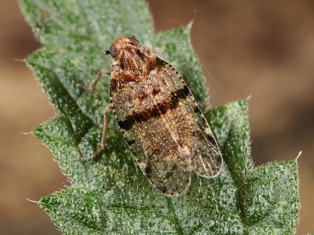 Cixius nervosus Lacehopper Images