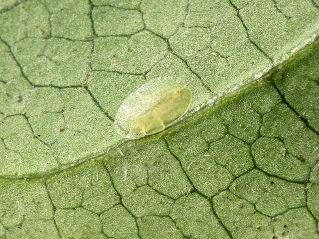 Coccus hesperidum Soft Brown Scale Insect Homoptera Images