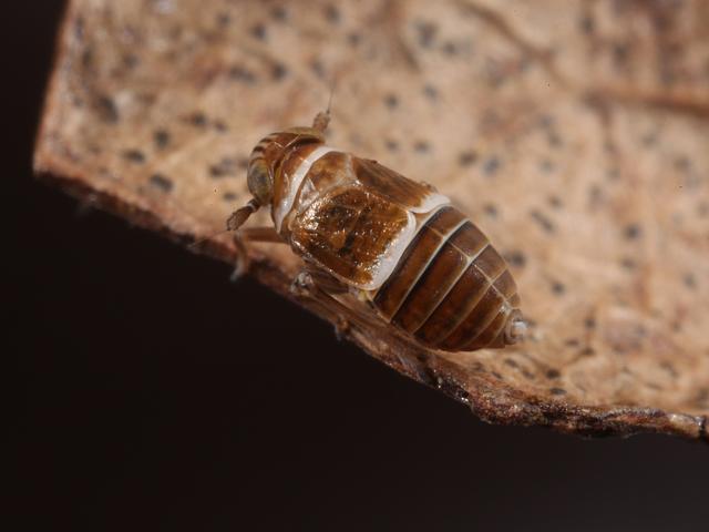 Criomorphus albomarginatus Planthopper Bugs Homoptera Images