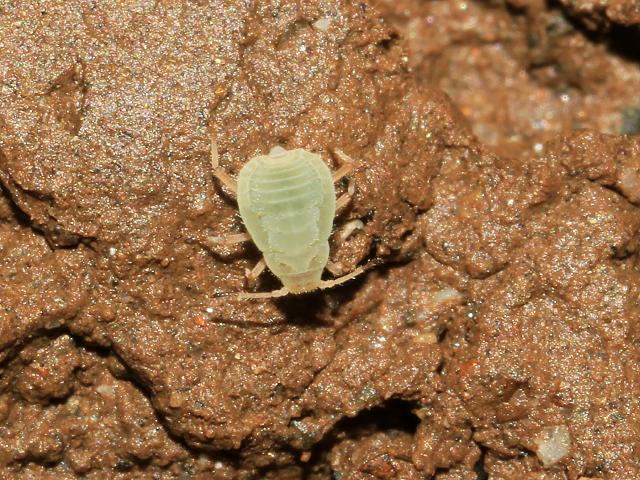 Forda formicaria hirsuta Root Aphid Homoptera Bug Images