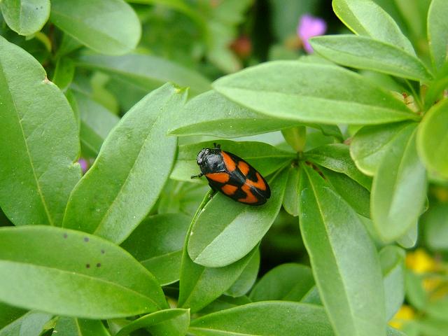Cercopis vulnerata Red and black Froghopper