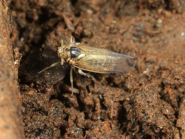 Javesella pellucida Planthopper Bugs Homoptera Images