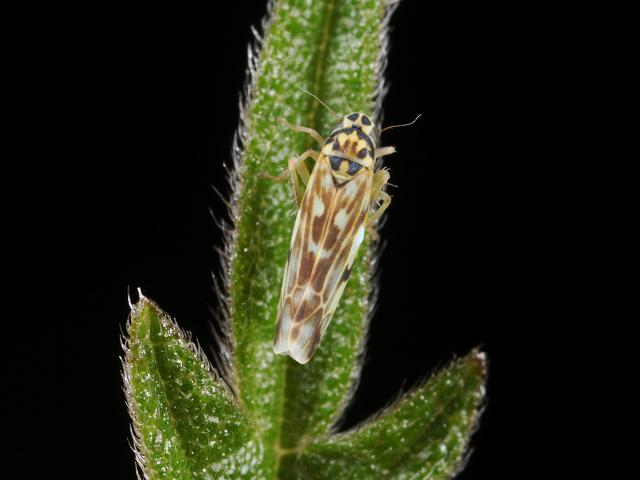 Aphis pomi Apple Aphid Bugs Homoptera Images