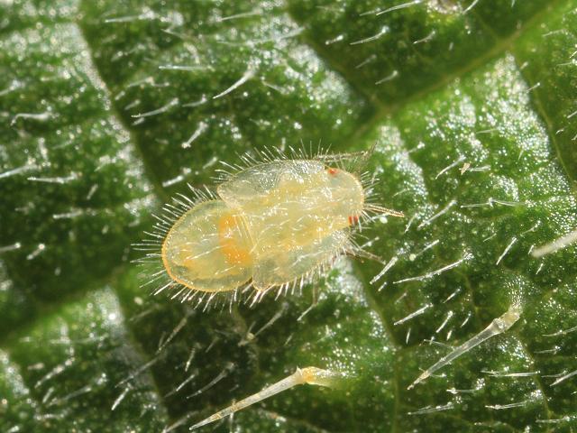 Trioza urticae Nettle Psyllid Homoptera Images