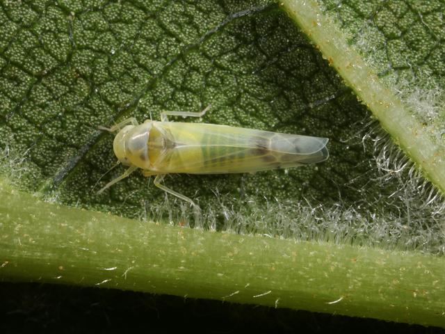 Ribautiana species ulmi Leafhopper Bugs Homoptera Images