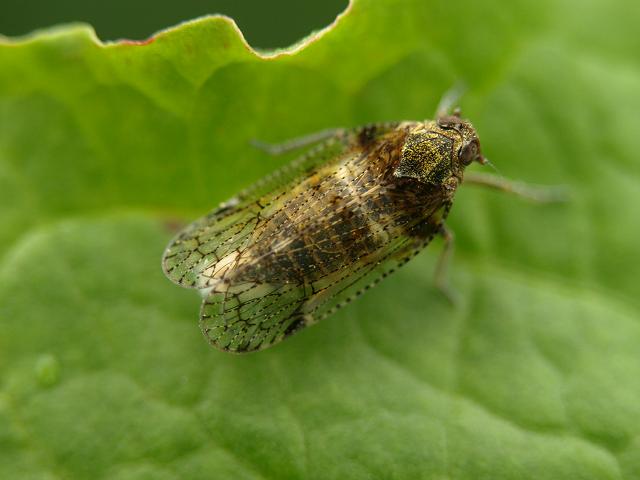 Tachycixius pilosus Lacehopper Images