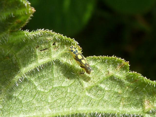 Eupteryx aurata Potato Leafhopper Images