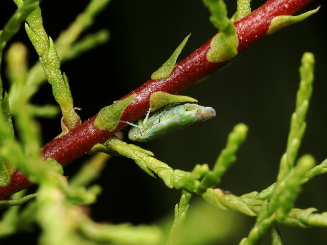 Opsius stactogalus Tamarisk Leafhopper Bugs Homoptera Images