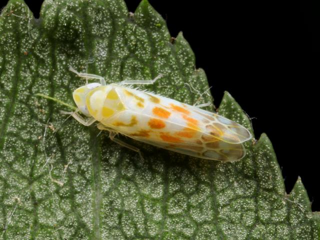 Typhlocyba quercus Leafhopper Images