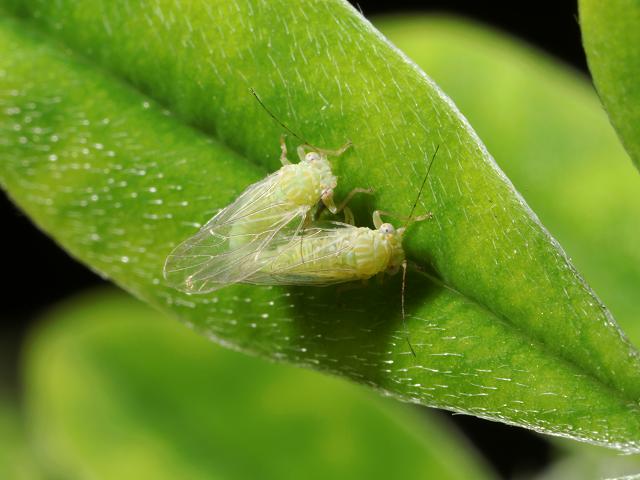 Arytainilla spartiophila Broom Psyllid Bugs Homoptera Images