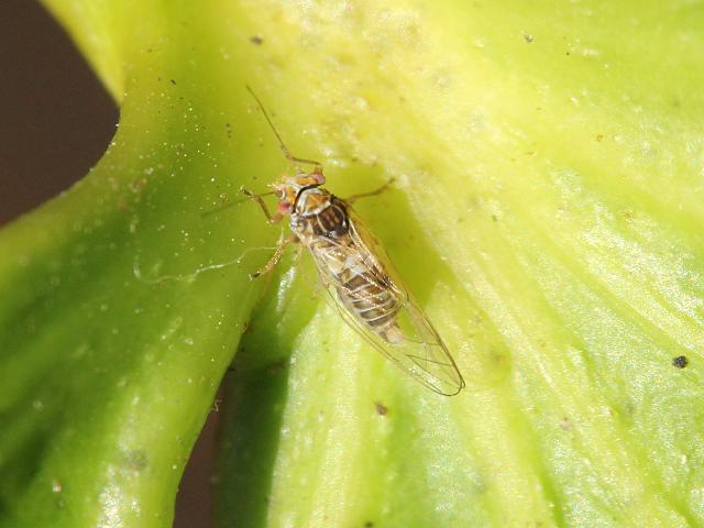 Cacopsylla fatsiae Psyllid Homoptera Images