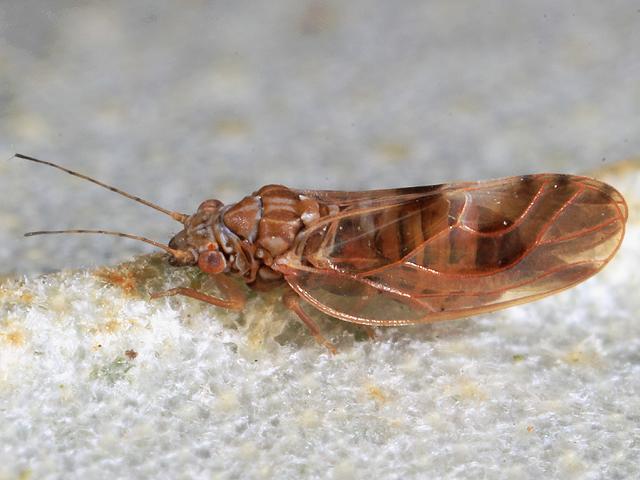 Cacopsylla fulguralis Elaeagnus Sucker Homoptera Images