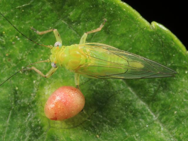 Psylla alni Alder Sucker Psyllid Homoptera Images