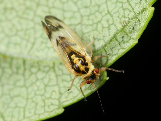 Psyllopsis discrepans Cottony Ash Psyllid Homoptera Images