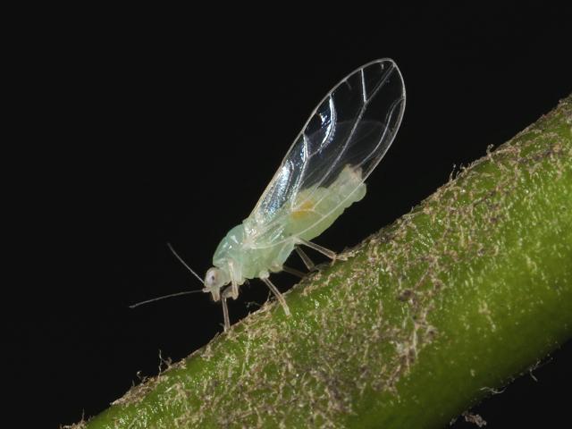 Trioza vitreoradiata Pittosporum sucker Psyllid Homoptera Images