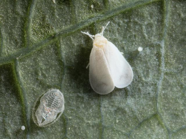 Aleyrodes lonicerae Honeysuckle Whitefly Bugs Homoptera Images