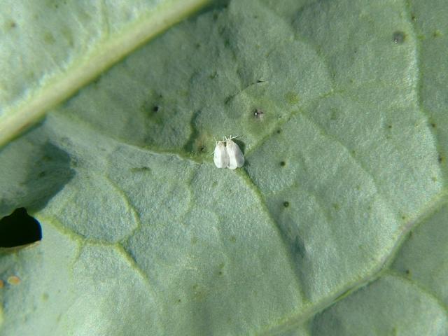 Aleyrodes proletella Cabbage Whitefly Bugs Homoptera