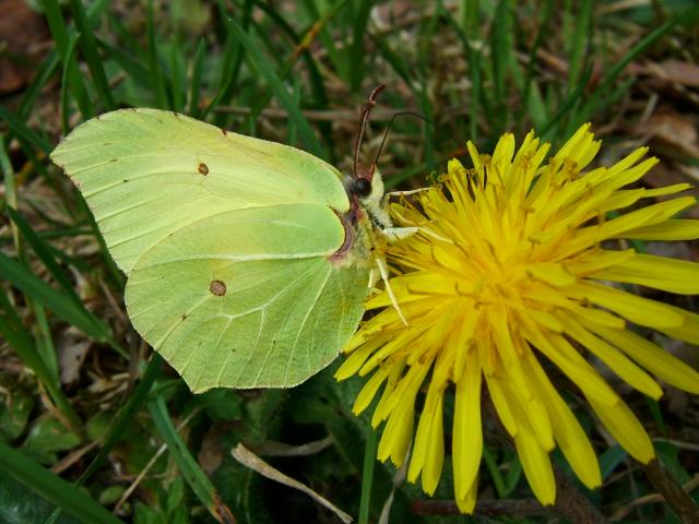Gonepteryx rhamni Brimstone Butterfly