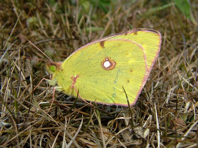 Colias croceus Clouded Yellow Butterfly Images