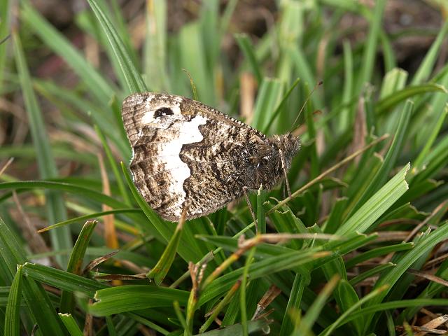 Hipparchia semele subspecies semele Grayling Butterfly