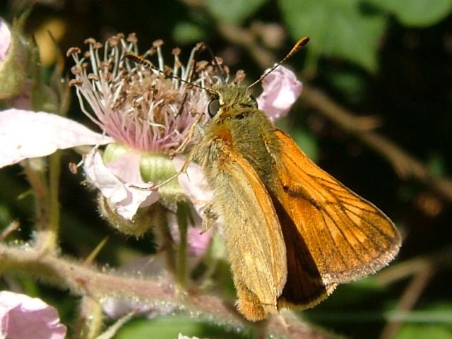 Ochlodes venatus Large Skipper Butterfly