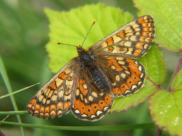 Euphydryas aurinia Marsh Fritillary Butterfly