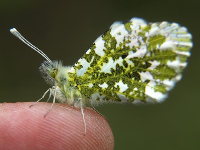 Anthocharis cardamines Orange Tip Butterfly