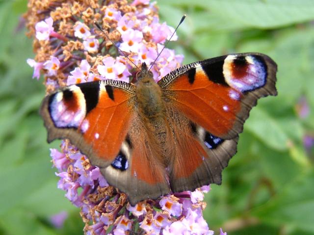 Inachis io Peacock Butterfly
