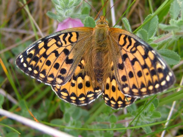 Boloria euphrosyne Pearl Bordered Fritillary